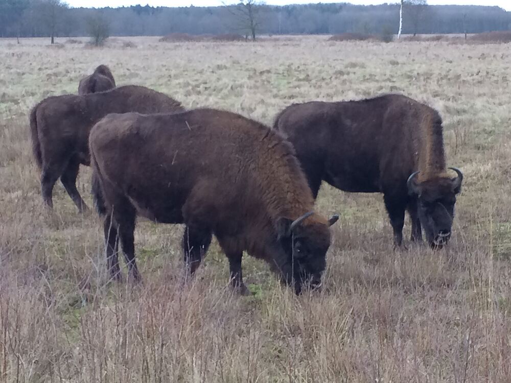 Wisenten grazen op de heide in natuurgebied de Maashorst bij Uden